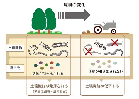 土 動物|土壌動物(ドジョウドウブツ)とは？ 意味や使い方